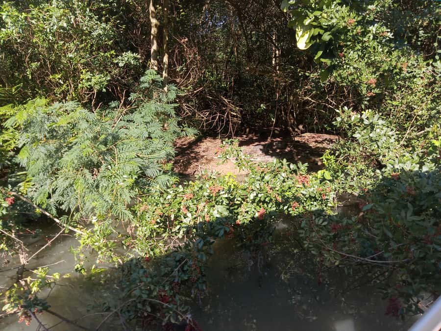 Rio de Janeiro: Cariocando na Floresta da Tijuca - The Main Plan: A 5-Hour Guided Walk In the City’s Protected Green Core