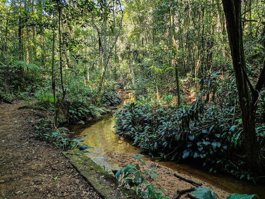 Rio de Janeiro: Guided Jeep Tour through Tijuca Rainforest - Capela Mayrink and waterfall stops that break up the driving