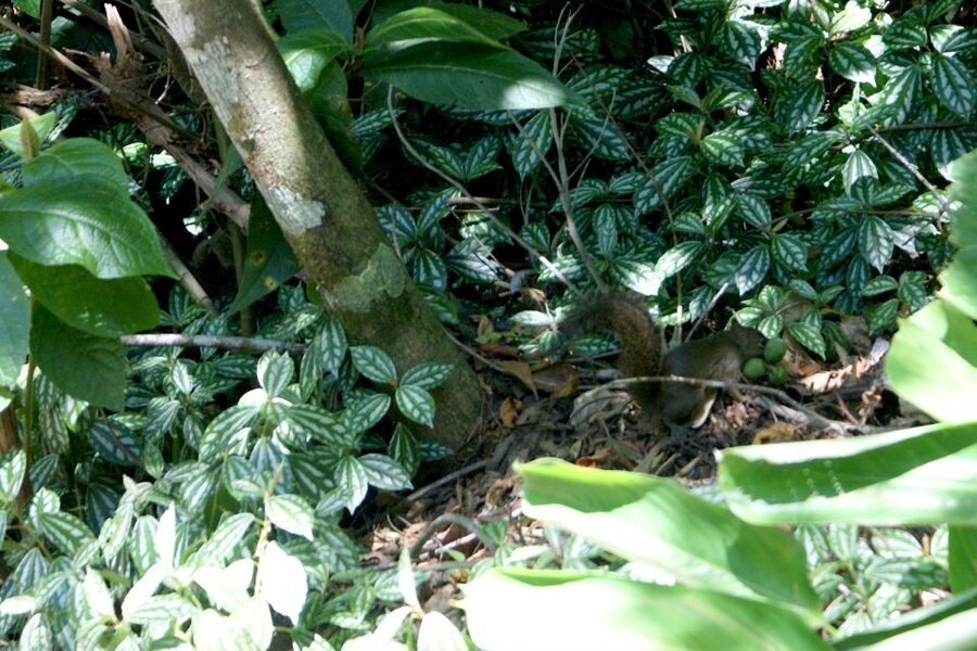 Rio de Janeiro: Guided Jeep Tour through Tijuca Rainforest - How the 4 hours usually plays out, without rushing your brain