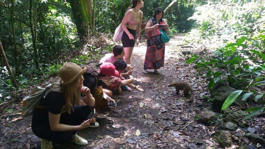 Rio de Janeiro: Jeep Tour in the Tijuca Forest - Bilingual guides who actually help you see the forest
