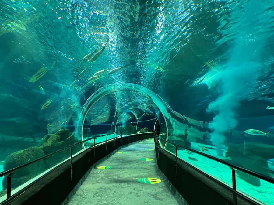Rio de Janeiro: Marine Aquarium Entry Tickets - Quick take: what you should know before you go