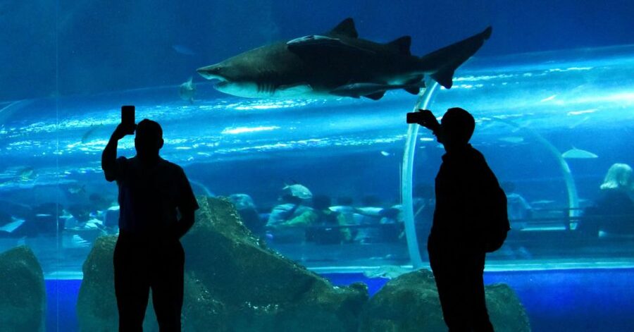 Rio de Janeiro: Marine Aquarium Entry Tickets - Boulevard Olímpico, where the aquarium fits with other family-friendly stops