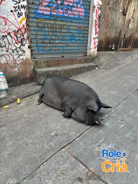 Rio de Janeiro: Rocinha Favela guided tour - Key things to know before you go