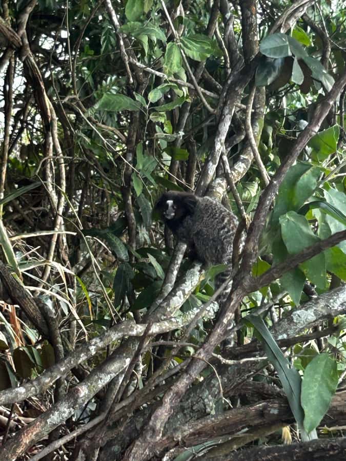 Rio De Janeiro: SUGARLOAF MOUNTAIN HIKE & CLIMB - From Urca to Pão de Açúcar: Why This Hike Feels Different