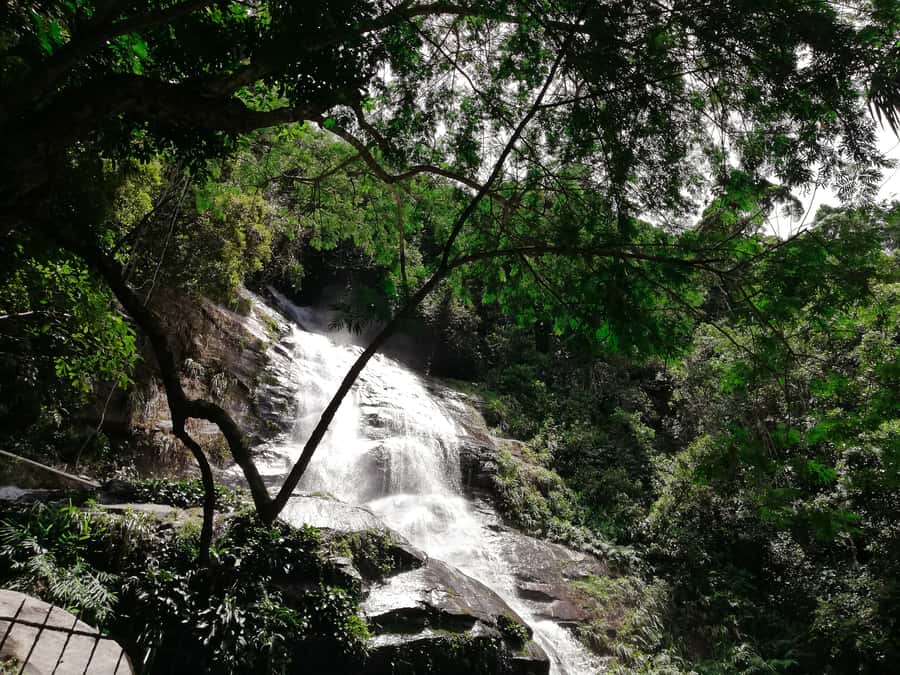 Rio de Janeiro: Tijuca Forest Waterfall of Souls Hike - Wildlife spotting in the Tijuca rainforest: what you might actually see