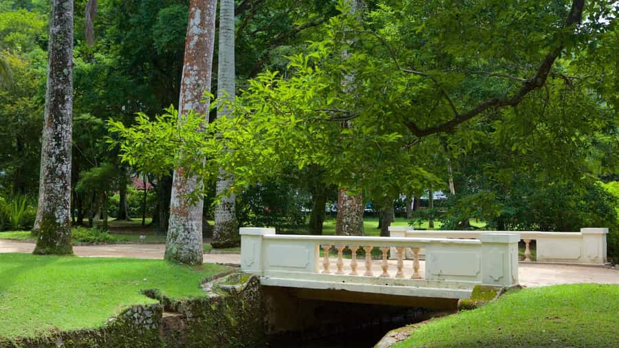 Rio de Janeiro: Tijuca National Park & Botanic Garden Tour - Rain, closures, and how your day can shift