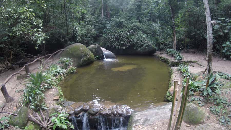 Rio de Janeiro: Tijuca National Park EcoTour - The value for $83: what you get beyond a checklist