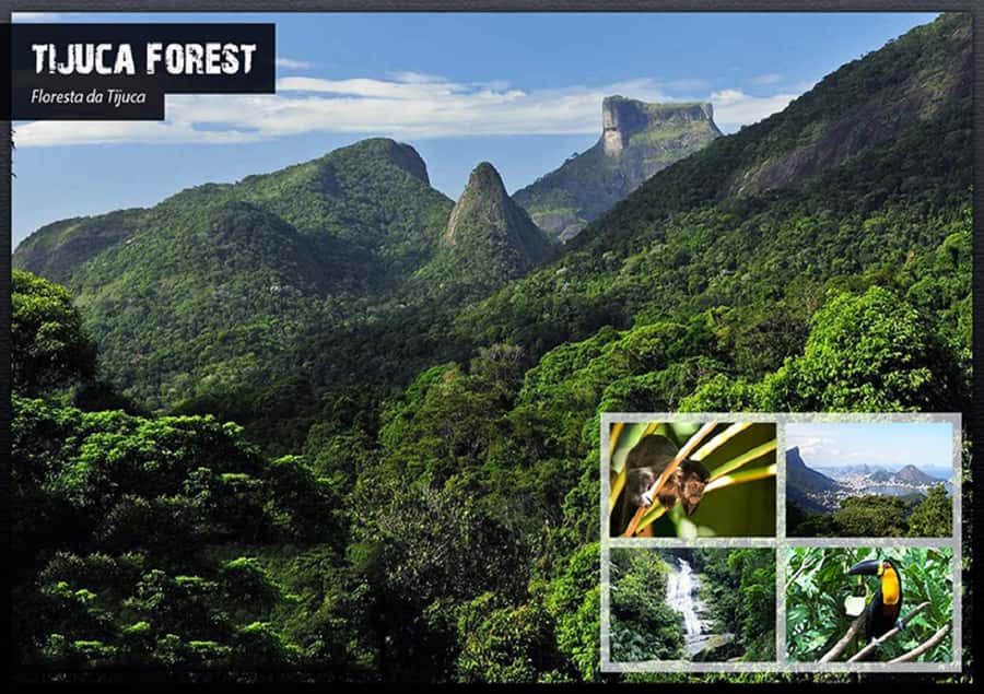 Rio de Janeiro: Tijuca National Park EcoTour - Entering Tijuca National Park from the middle of Rio