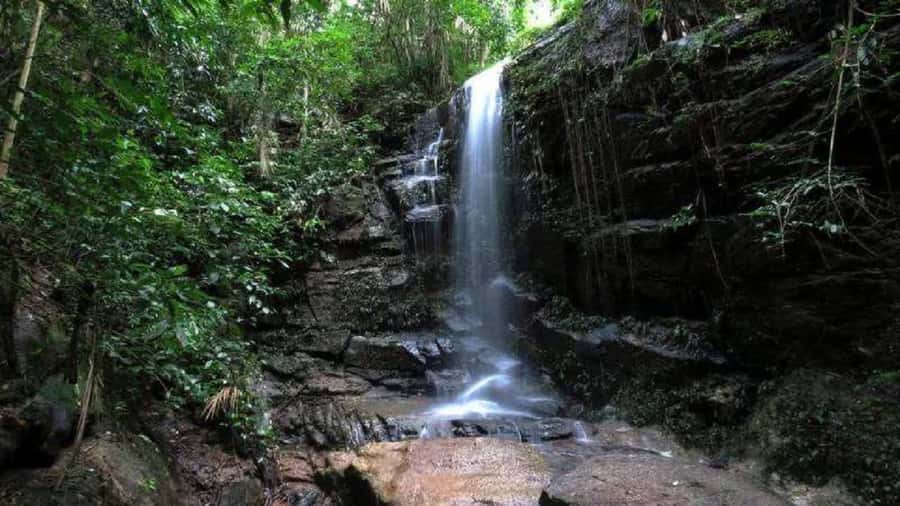 Rio de Janeiro: Tijuca National Park EcoTour - Stop 1: your morning or afternoon pickup in Rio’s South Zone
