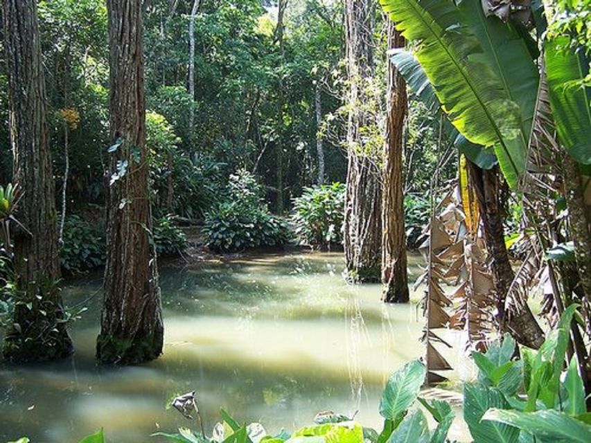Rio de Janeiro: Tijuca National Park EcoTour - Stop 2: the forest sector walk and viewpoints