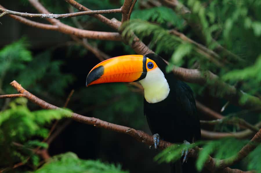 Rio de Janeiro: Tijuca National Park EcoTour - Stop 4: Vista Chinesa photo stop and scenic drive