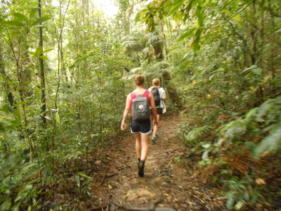 Rio de Janeiro: Tijuca National Park EcoTour - Group size and guide setup: what it feels like on the ground