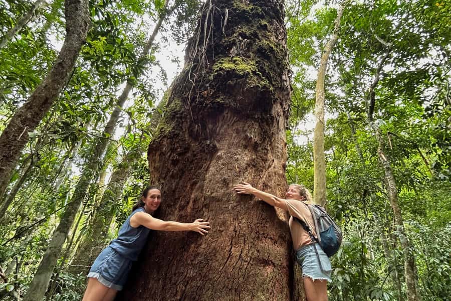 Rio de Janeiro: Tijuca National Park Tour - Why Tijuca National Park feels different from other Rio nature days