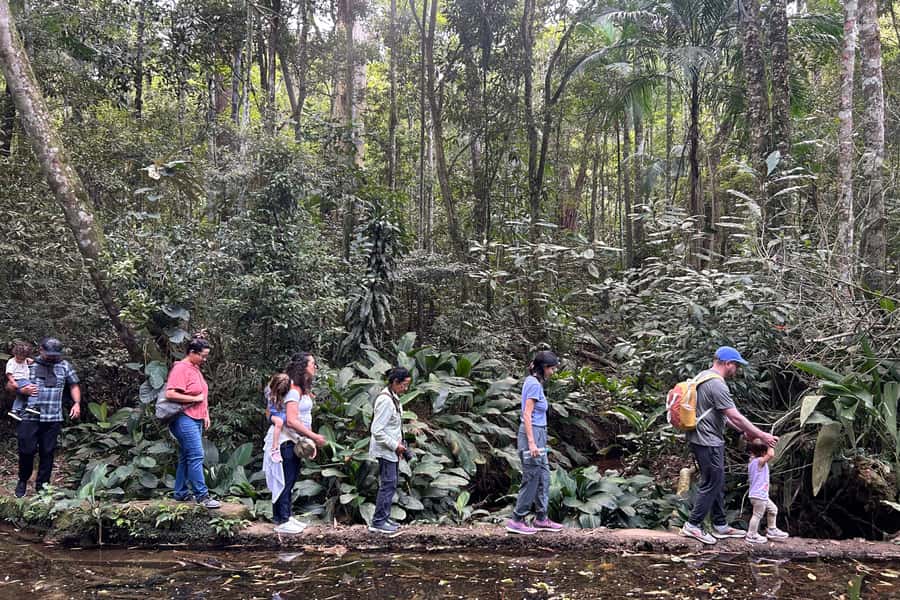 Rio de Janeiro: Tijuca National Park Tour - Pickup timing and the rhythm from Rio to the forest
