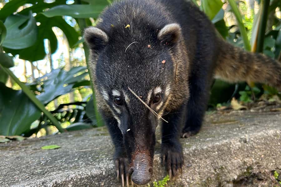 Rio de Janeiro: Tijuca National Park Tour - Wildlife and insects: how guides like Dudu spot what most people miss