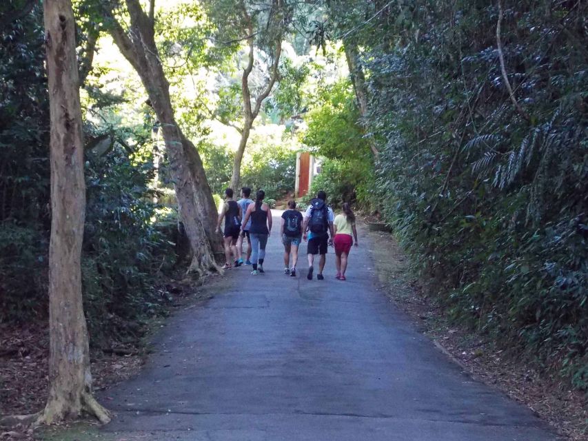 Rio de Janeiro: Tijuca Peak Guided Hike - What to Bring, What Not to Bring, and How to Prepare