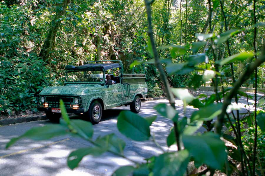 Rio: Jeep Tour with Corcovado, Tijuca Forest and Sta Teresa - Tijuca Rain Forest, the biggest urban forest in the world