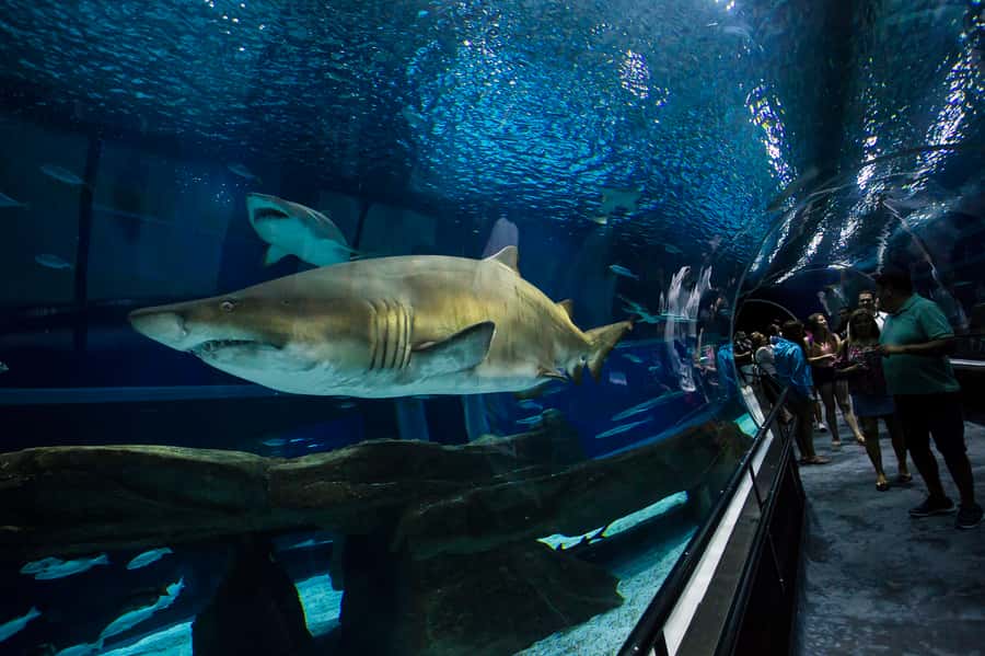 Rio: Olympic Boulevard, AquaRio and Museum of Tomorrow Tour - Key moments to look forward to