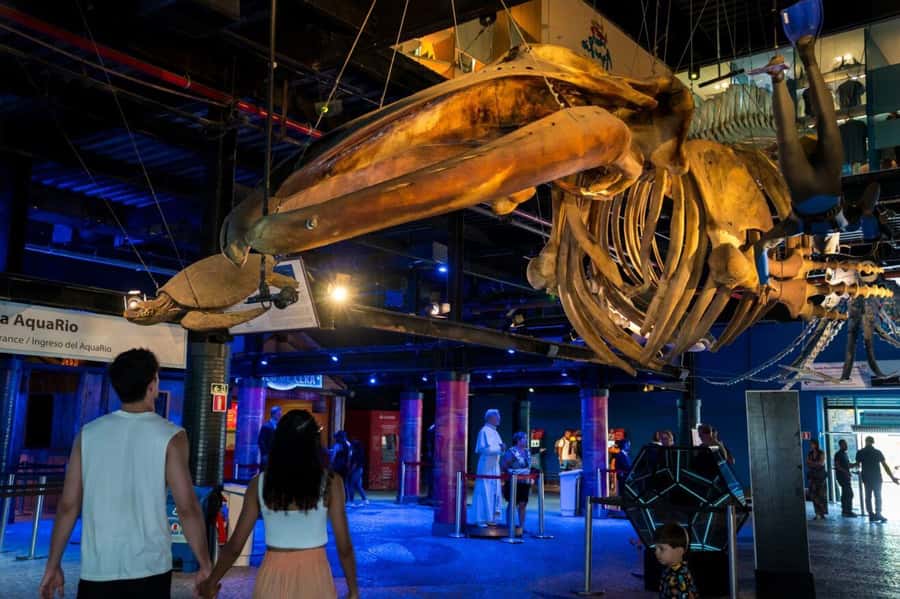 Rio: Olympic Boulevard, AquaRio and Museum of Tomorrow Tour - Price and value: is $49 a smart deal for this mix?