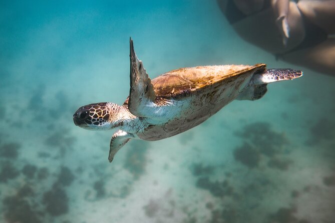 Rio's Best Dive Experience All Inclusive Scuba Diving Package! - Who you should book this for, and who should reconsider