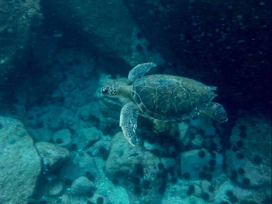 Rio: Snorkel & Swim with Turtles Tour at Tijuca Islands - Who might want to choose something else