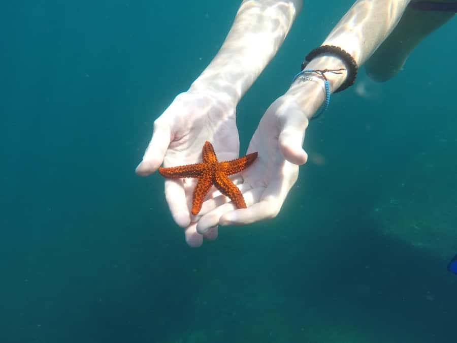 Rio: Snorkel & Swim with Turtles Tour at Tijuca Islands - The island time: walk, rest, and practical photo moments