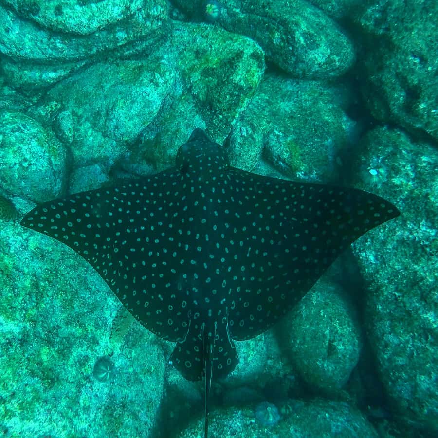 Rio: Snorkel & Swim with Turtles Tour at Tijuca Islands - What it costs, and whether it’s good value