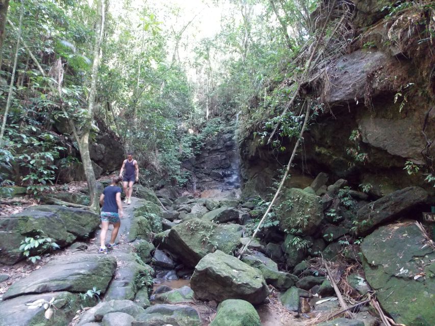 Rio: Tijuca Forest & Horto Waterfalls Circuit Tour - Why the Tijuca Forest circuit feels like a reset from Rio