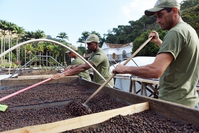 Rural Coffee Farm Tour with Breakfast & Lunch - Roasting & Tasting Experience - What a Private Coffee Valley Day Looks Like From Rio