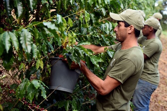 Rural Coffee Farm Tour with Breakfast & Lunch - Roasting & Tasting Experience - A Farm Menu Built From Buffalo Milk, Sheep, Fruit, and Sugar-Cane