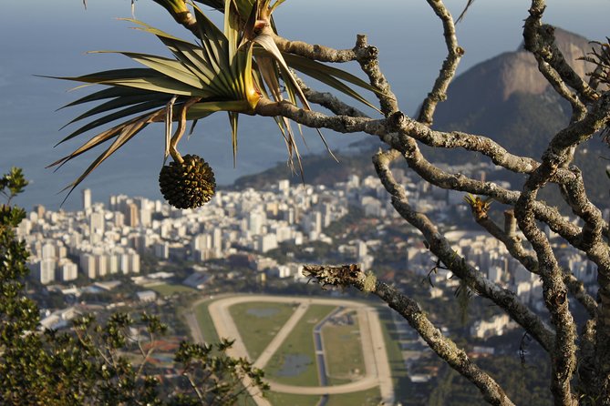 Small-Group Rio de Janeiro in a Day Tour - Guides, languages, and how to get more out of the day