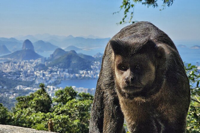 Small-Group Tijuca Forest Guided Tour - Tijuca Forest, close to Rio’s beach life