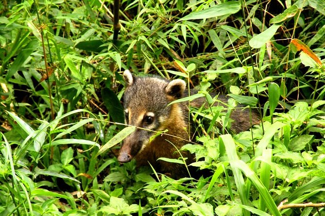 Tijuca Forest Caves and Falls Tour in Rio de Janeiro - Wildlife spotting: what makes this tour feel different
