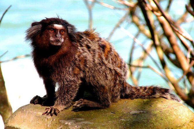 Tijuca Forest Caves and Falls Tour in Rio de Janeiro - Guides who actually explain, with names you might hear