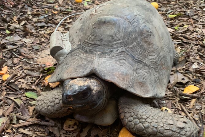 Tijuca Forest Hike - Waterfalls & Caves, Nature & Wild Life! - How hard is it, really? Distance, footing, and pacing