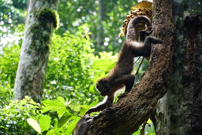 Tijuca Forest Hike - Waterfalls & Caves, Nature & Wild Life! - What $69.59 buys you, and why it can be good value