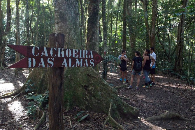 Tijuca Forest Hiking Tour including Waterfalls - Wildlife and the reforested jungle: what to watch for