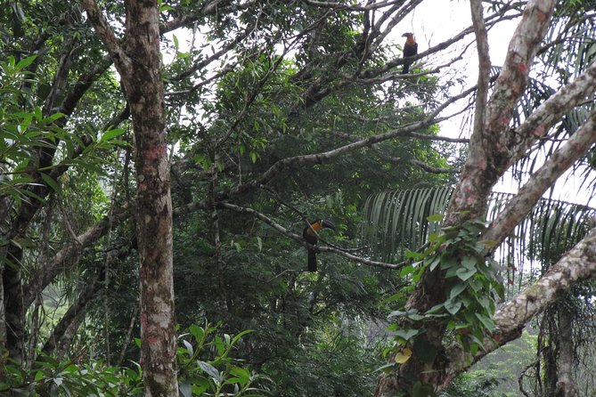 Tijuca Forest Hiking Tour including Waterfalls - Shoe choice and your 4-hour trail kit