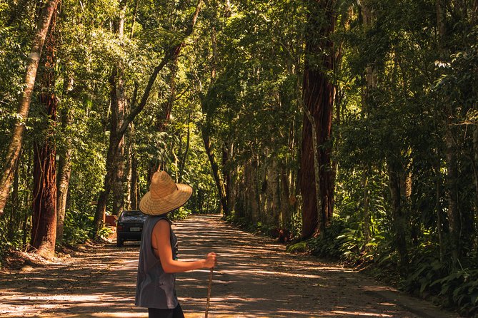 Tijuca Forest Trail - specialized guide and photos - Wildlife spotting: what you may see in Tijuca’s understory