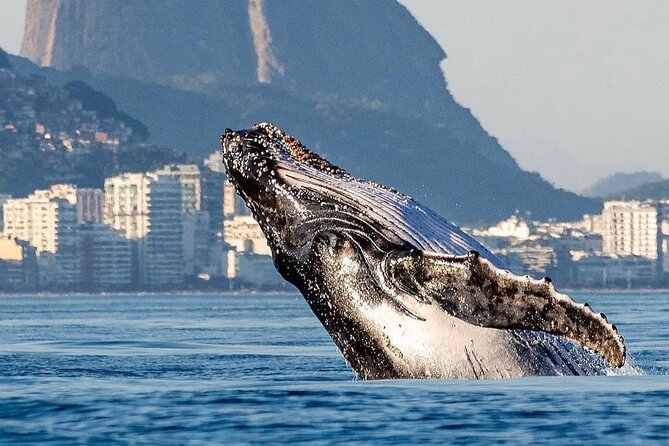Tijuca Islands Snorkeling & Whale Watching Boat Tour from Rio - Tijuca Islands snorkeling and wildlife, right off Barra da Tijuca