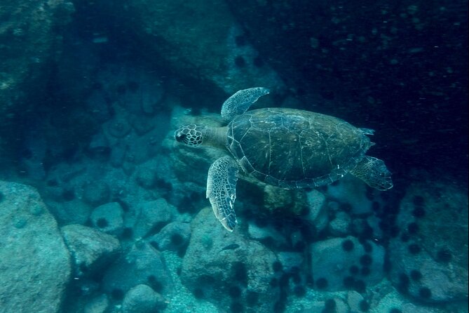 Tijuca Islands Snorkeling & Whale Watching Boat Tour from Rio - Who this tour is perfect for, and who should think twice