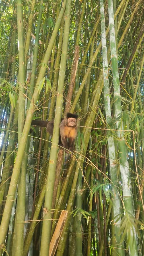 Tijuca Rain Forest - Adventure through Waterfalls & Caves - What to bring so the rainforest hike feels easy