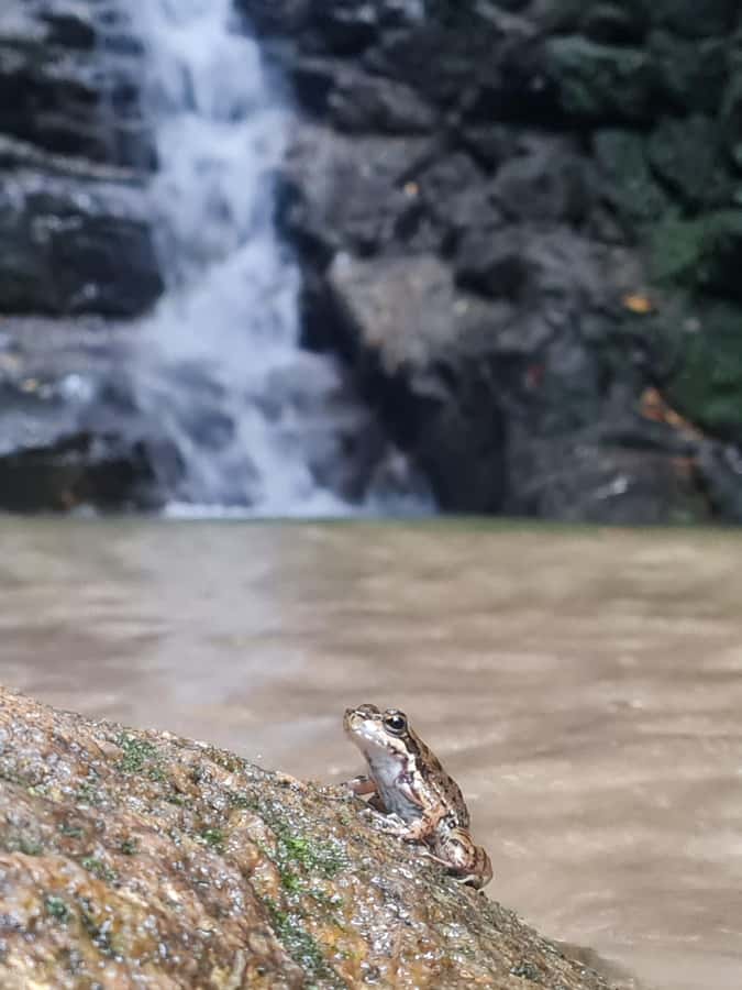 Tijuca Rain Forest - Adventure through Waterfalls & Caves - Hotel pickup to Canoas Road and Chinesa lookouts
