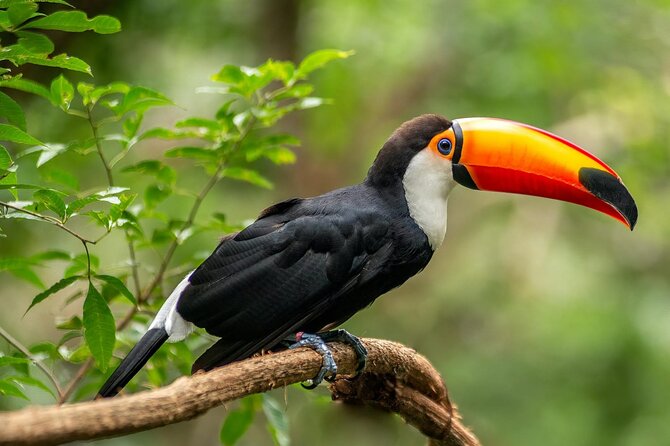 Tijuca Rainforest Waterfalls, Wildlife, Caves and Rio Scenic View - The Bat Cave Visit: 100 Meters of Cavern Mystery