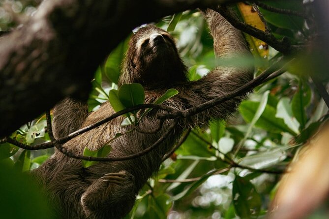 Tijuca Rainforest Waterfalls, Wildlife, Caves and Rio Scenic View - What the 5-Hour Timing Feels Like on the Ground