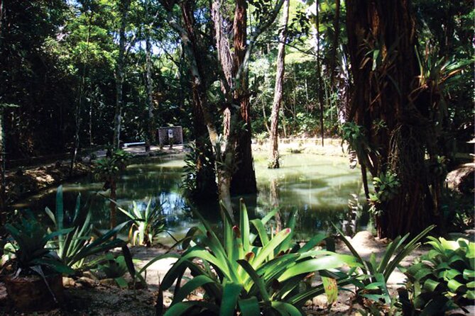 Tijuca's National Park - Eco Hiking Tour - Getting there with pickup in Rio’s South Zone