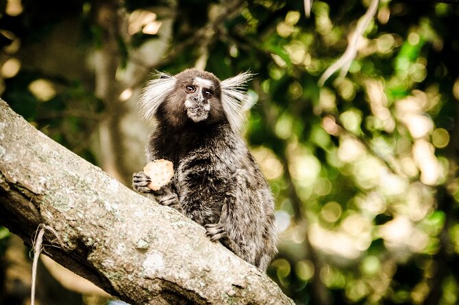 Top Tijuca Forest Private Tour with Botanical Garden - Why this private Tijuca Forest and Botanical Garden combo works