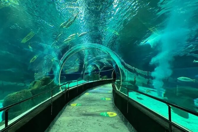 Tour Privado - Boulevard Olimpico + Aquario - Why this Rio combo makes sense in one 4-hour block