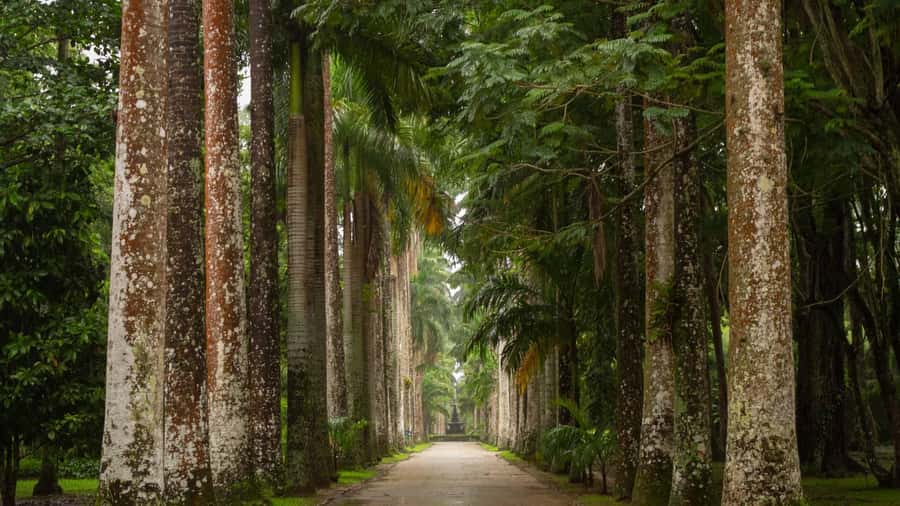 Tropical Wonders: Discover Rio's Jardim Botânico & Tijuca - Who this tour suits best (and who should skip it)