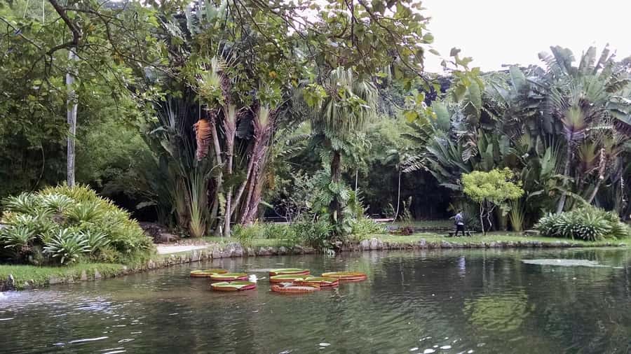 Tropical Wonders: Discover Rio's Jardim Botânico & Tijuca - Tijuca National Park: a city forest with real altitude energy